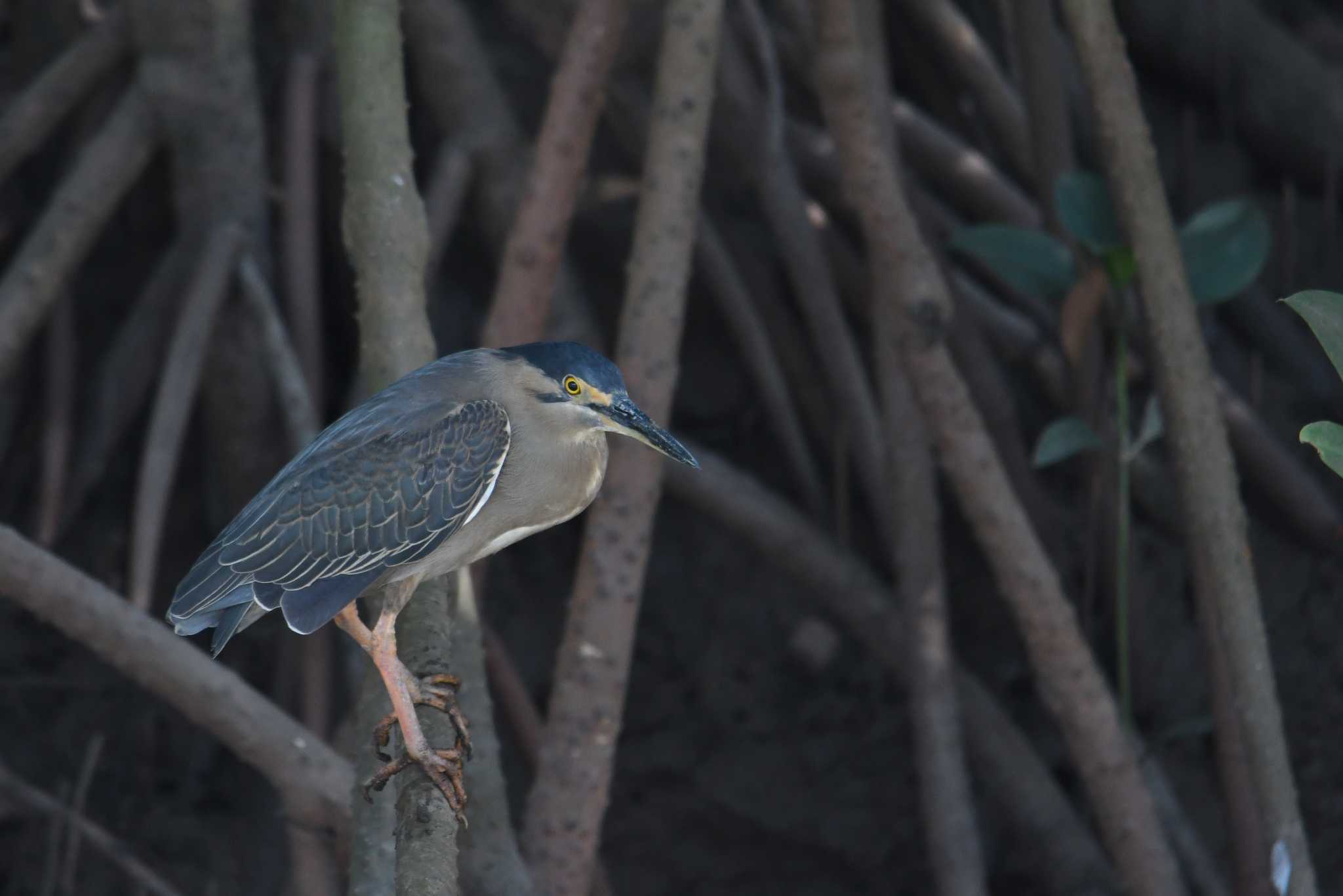 Photo of Striated Heron at ケアンズ by あひる