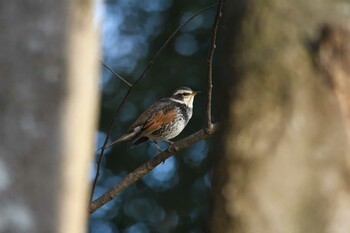 2021年12月31日(金) みずほの自然の森公園の野鳥観察記録