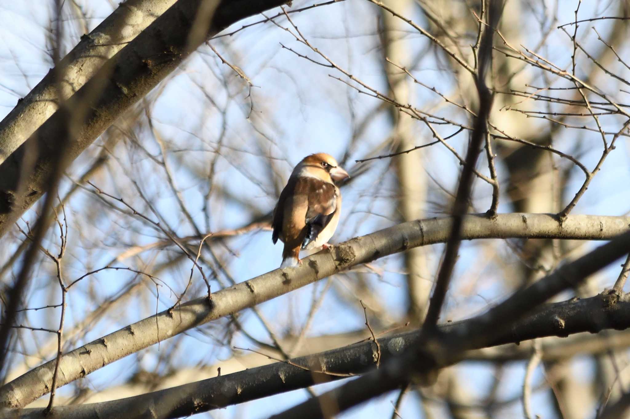 Photo of Hawfinch at みずほの自然の森公園 by すずめのお宿