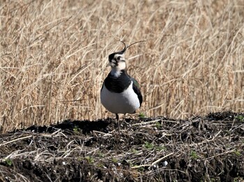 2022年1月4日(火) 北印旛沼の野鳥観察記録