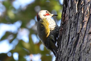 Japanese Green Woodpecker Yatoyama Park Tue, 1/4/2022