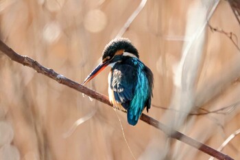 Common Kingfisher 茨城県 上野沼 Tue, 1/4/2022