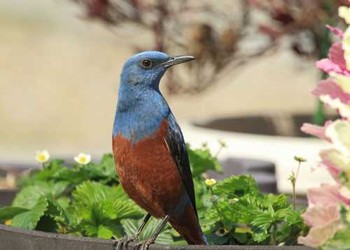 Blue Rock Thrush マンション Sat, 6/3/2017