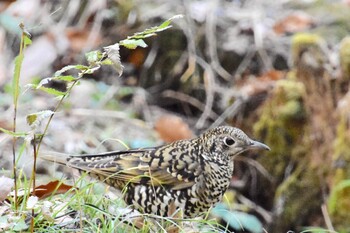 トラツグミ 座間谷戸山公園 2022年1月4日(火)