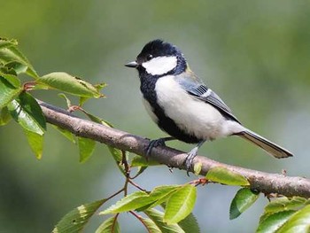 Japanese Tit Yoyogi Park Mon, 7/3/2017