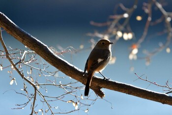 2022年1月3日(月) 井頭公園の野鳥観察記録