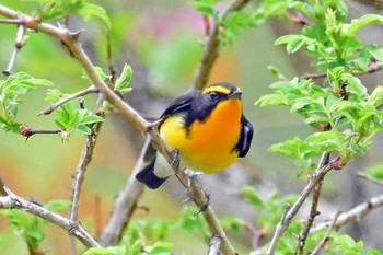 Sat, 7/1/2017 Birding report at カナイ