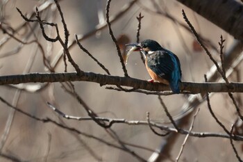 Common Kingfisher 茨城県 上野沼 Tue, 1/4/2022