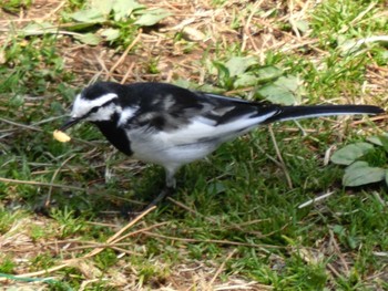 White Wagtail マンション Sat, 6/3/2017