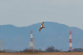 チュウヒ 渡良瀬遊水地 2021年12月30日(木)