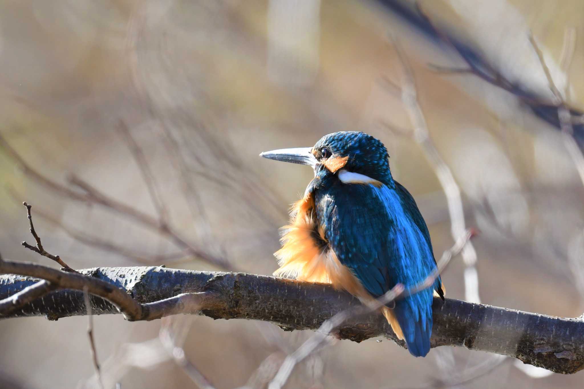 Common Kingfisher