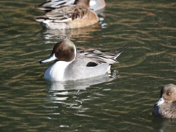 オナガガモ じゅん菜池公園 2022年1月4日(火)