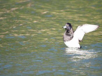 キンクロハジロ じゅん菜池公園 2022年1月4日(火)