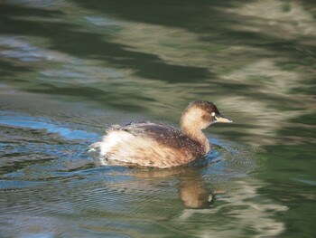 カイツブリ じゅん菜池緑地 2022年1月4日(火)