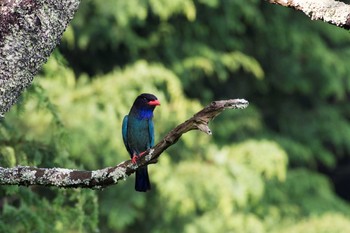 ブッポウソウ 岡山県吉備中央町 2017年7月1日(土)