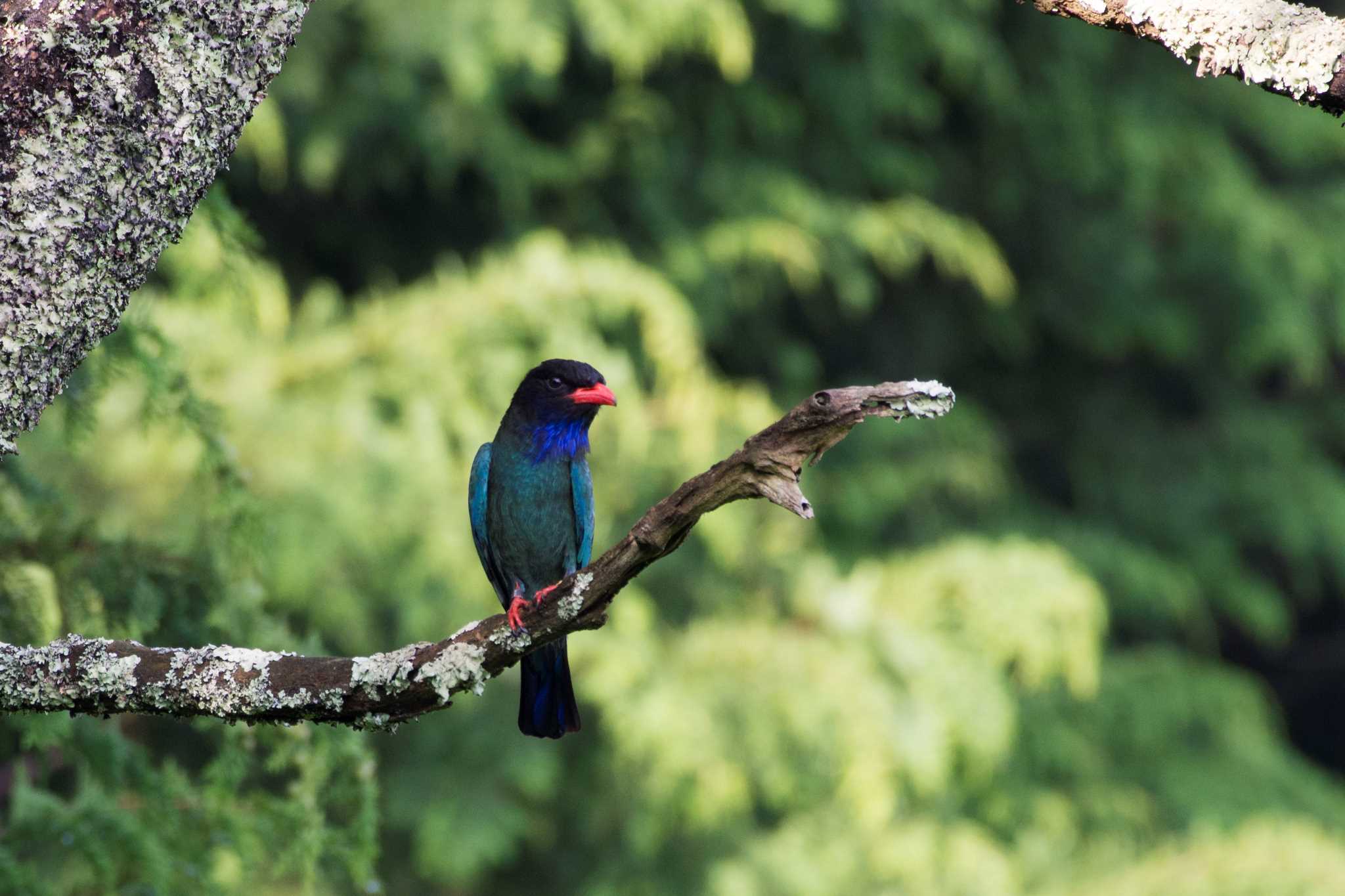 岡山県吉備中央町 ブッポウソウの写真 by 倶利伽羅