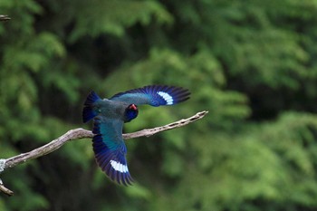 ブッポウソウ 岡山県 2017年7月1日(土)