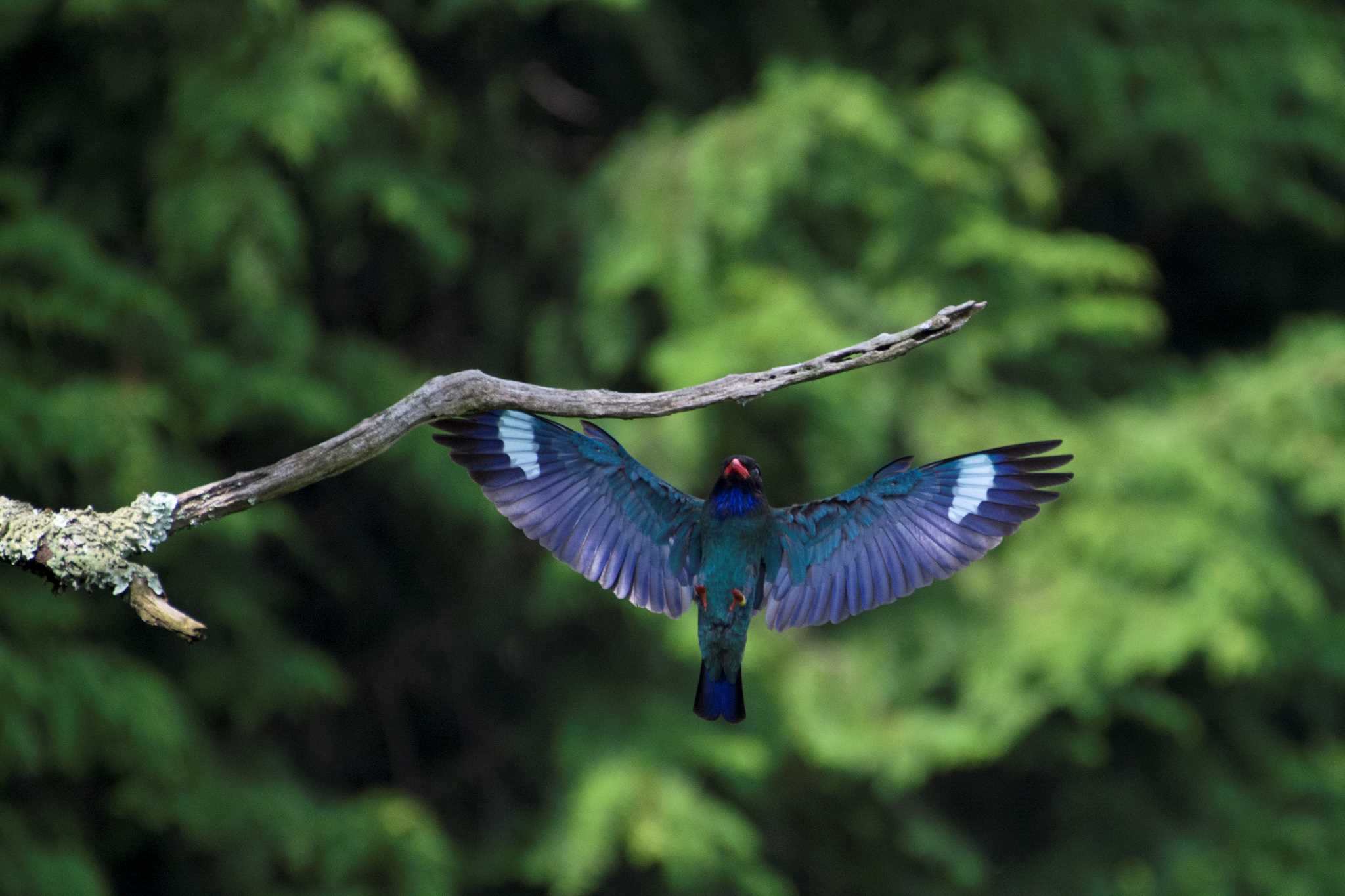 Photo of Oriental Dollarbird at 岡山県吉備中央町 by 倶利伽羅