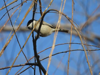 Marsh Tit 頤和園(北京) Fri, 12/31/2021