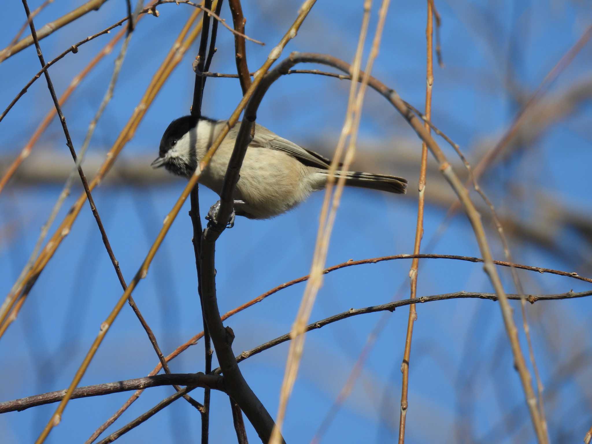 Marsh Tit