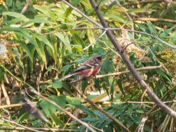 Siberian Long-tailed Rosefinch 荒川生物生態園(東京都板橋区) Sun, 11/14/2021