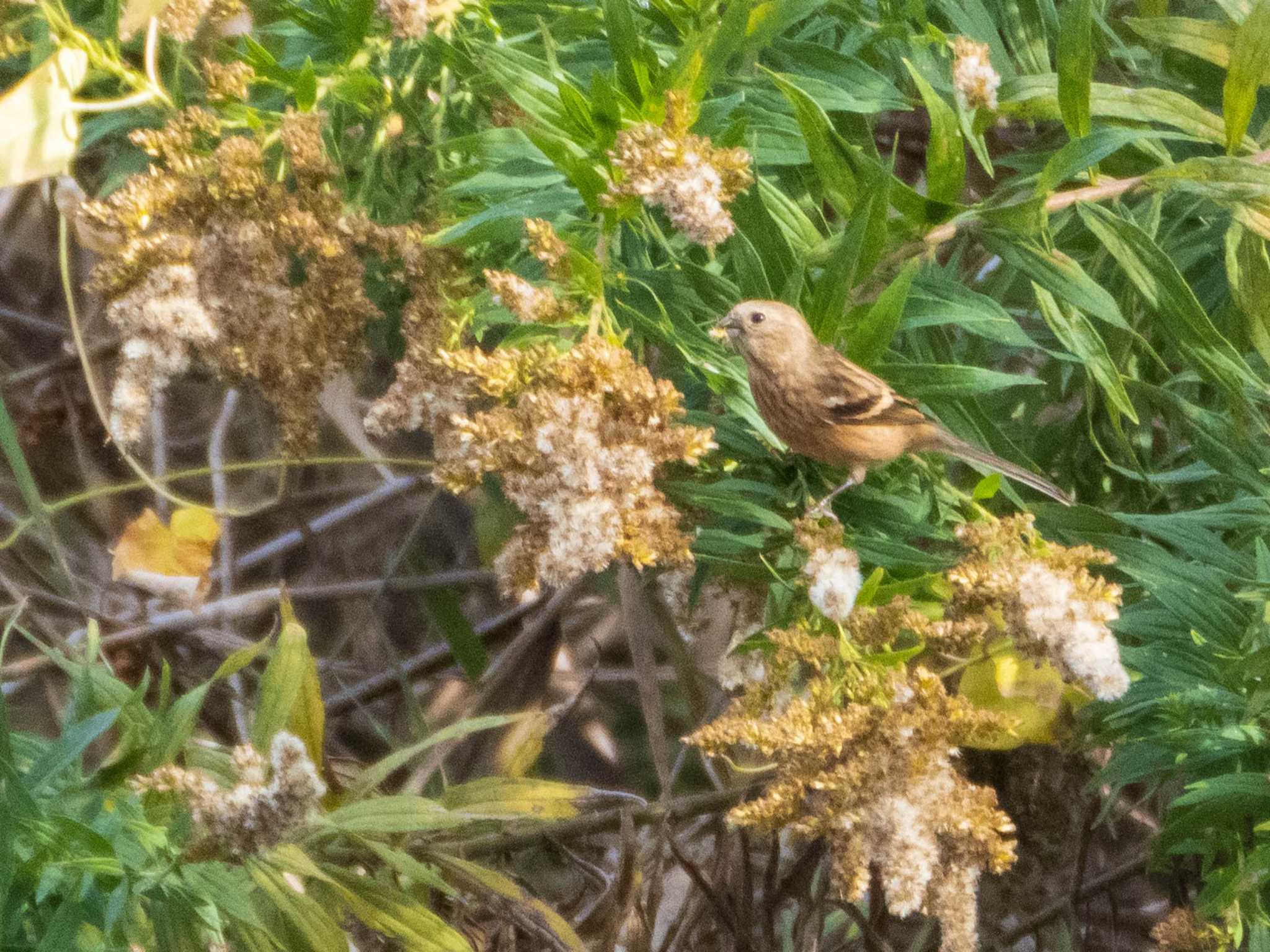 Photo of Siberian Long-tailed Rosefinch at 荒川生物生態園(東京都板橋区) by ryokawameister