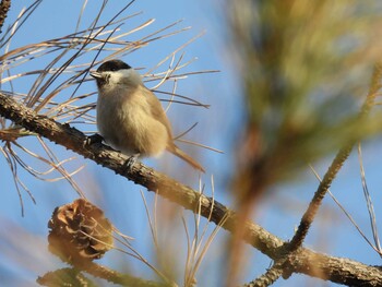 Marsh Tit 奥林匹克森林公園(北京) Sun, 12/19/2021