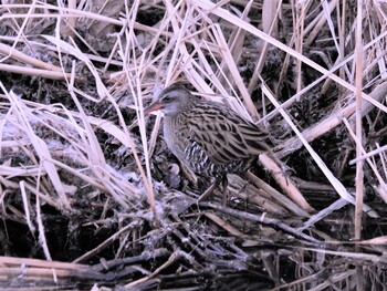 2022年1月2日(日) 手賀沼の野鳥観察記録