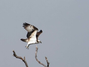 Osprey 多摩川(日野用水堰) Tue, 1/4/2022