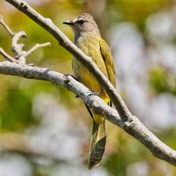 Flavescent Bulbul Doi Phu Kha National Park Wed, 12/29/2021