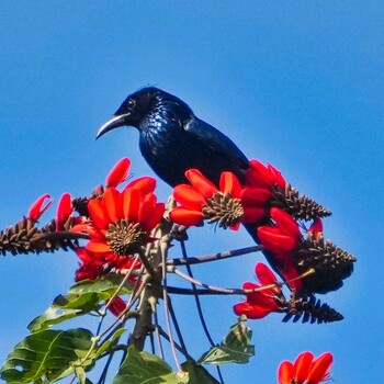 ヒメオウチュウ Doi Phu Kha National Park 2021年12月29日(水)