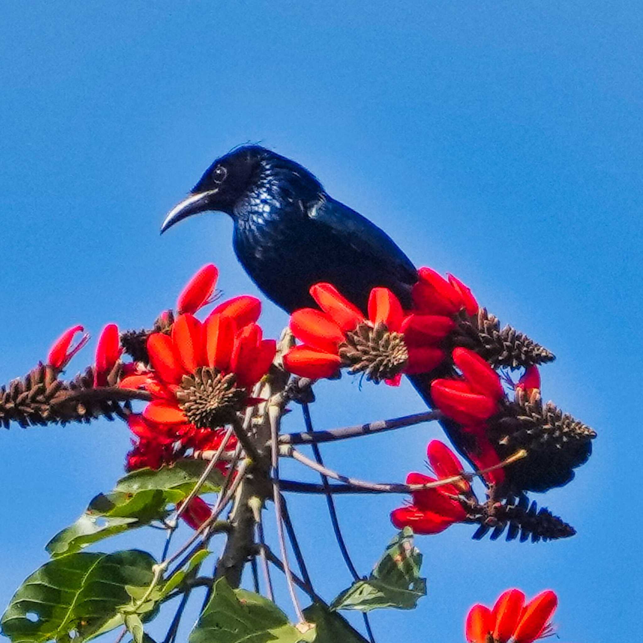 Doi Phu Kha National Park ヒメオウチュウの写真 by span265