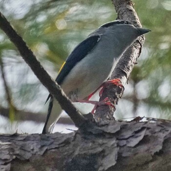 White-browed Shrike-Babbler Doi Phu Kha National Park Wed, 12/29/2021