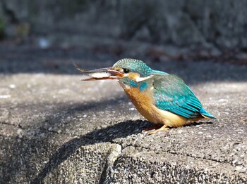 Common Kingfisher 西宮市 新池 Tue, 1/4/2022