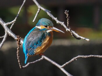 Common Kingfisher 西宮市 新池 Tue, 1/4/2022