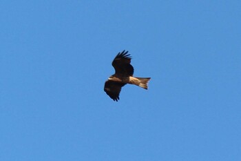 2022年1月3日(月) 思川(観晃橋付近)の野鳥観察記録