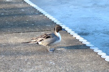 オナガガモ 井頭公園 2022年1月4日(火)