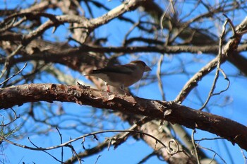 シメ 井頭公園 2022年1月4日(火)