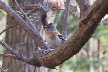 アトリ 井頭公園 2022年1月4日(火)