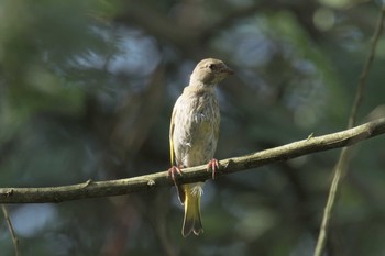 Sun, 7/2/2017 Birding report at 滋賀県近江富士花緑公園