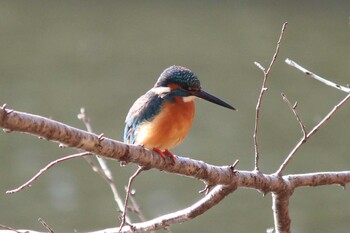 カワセミ 井頭公園 2022年1月4日(火)