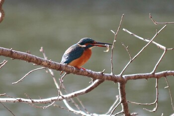 カワセミ 井頭公園 2022年1月4日(火)