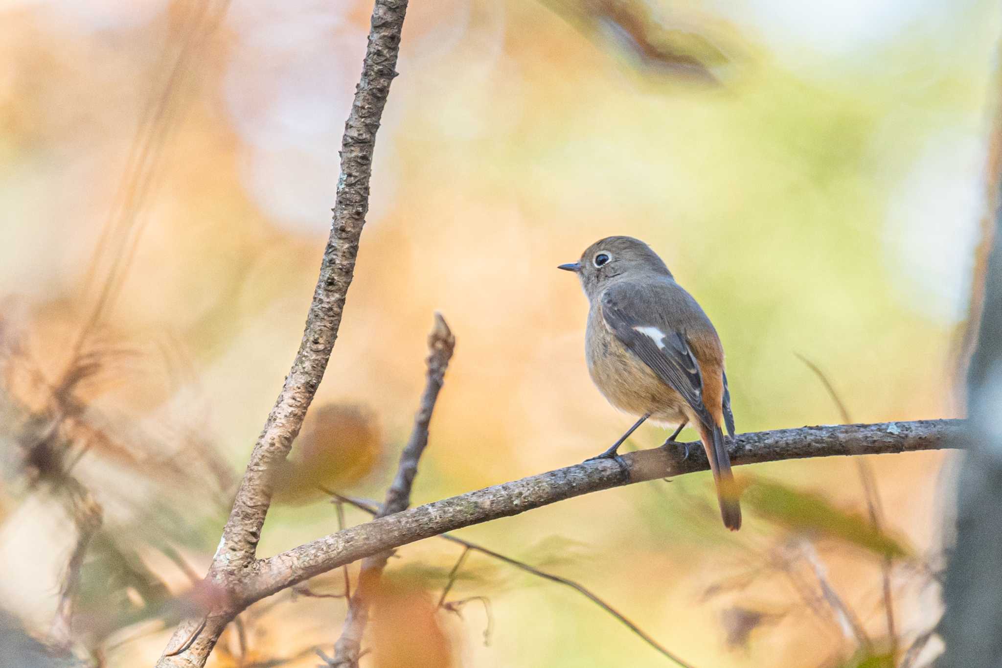 金ヶ崎公園(明石市) ジョウビタキの写真