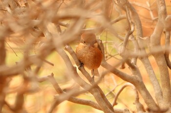 2021年12月29日(水) 三ツ池公園(横浜市鶴見区)の野鳥観察記録