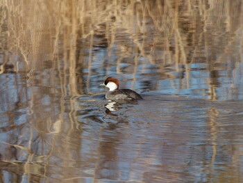 2022年1月3日(月) 新横浜公園の野鳥観察記録