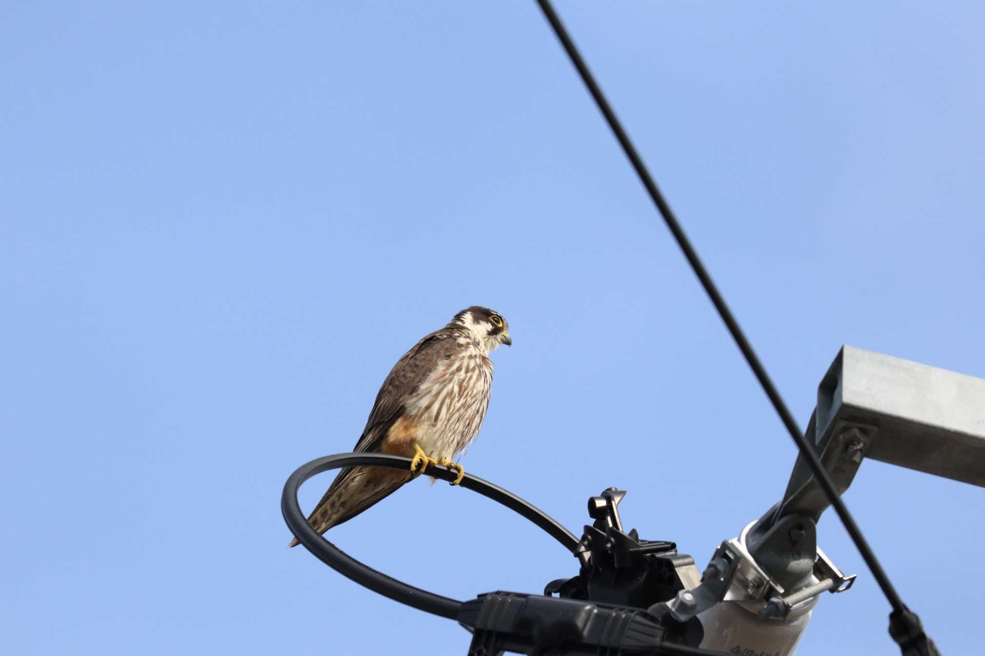 Photo of Eurasian Hobby at  by yuc_anon