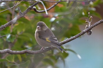 2022年1月5日(水) 長浜公園の野鳥観察記録