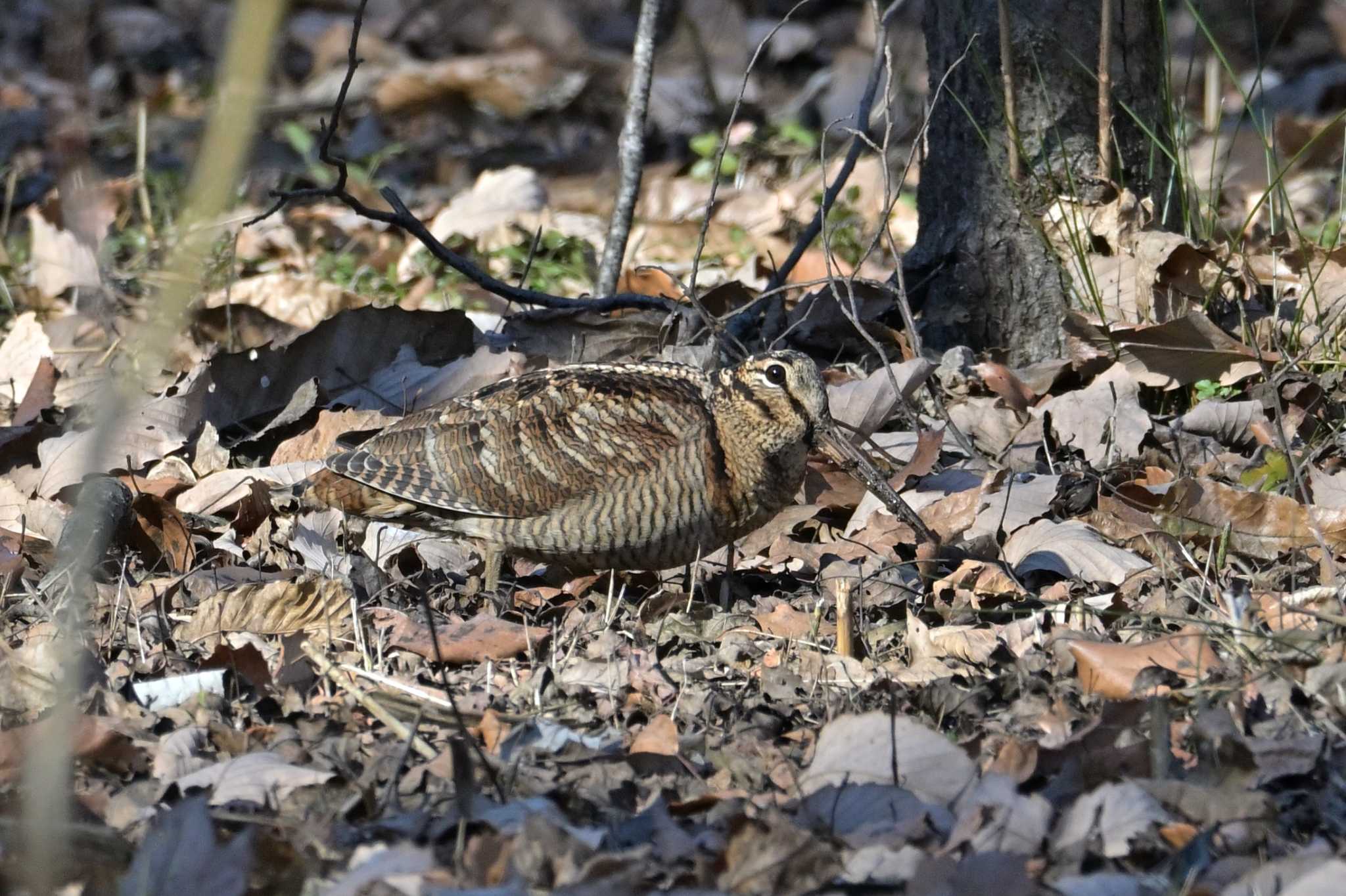 舞岡公園 ヤマシギの写真 by Tosh@Bird