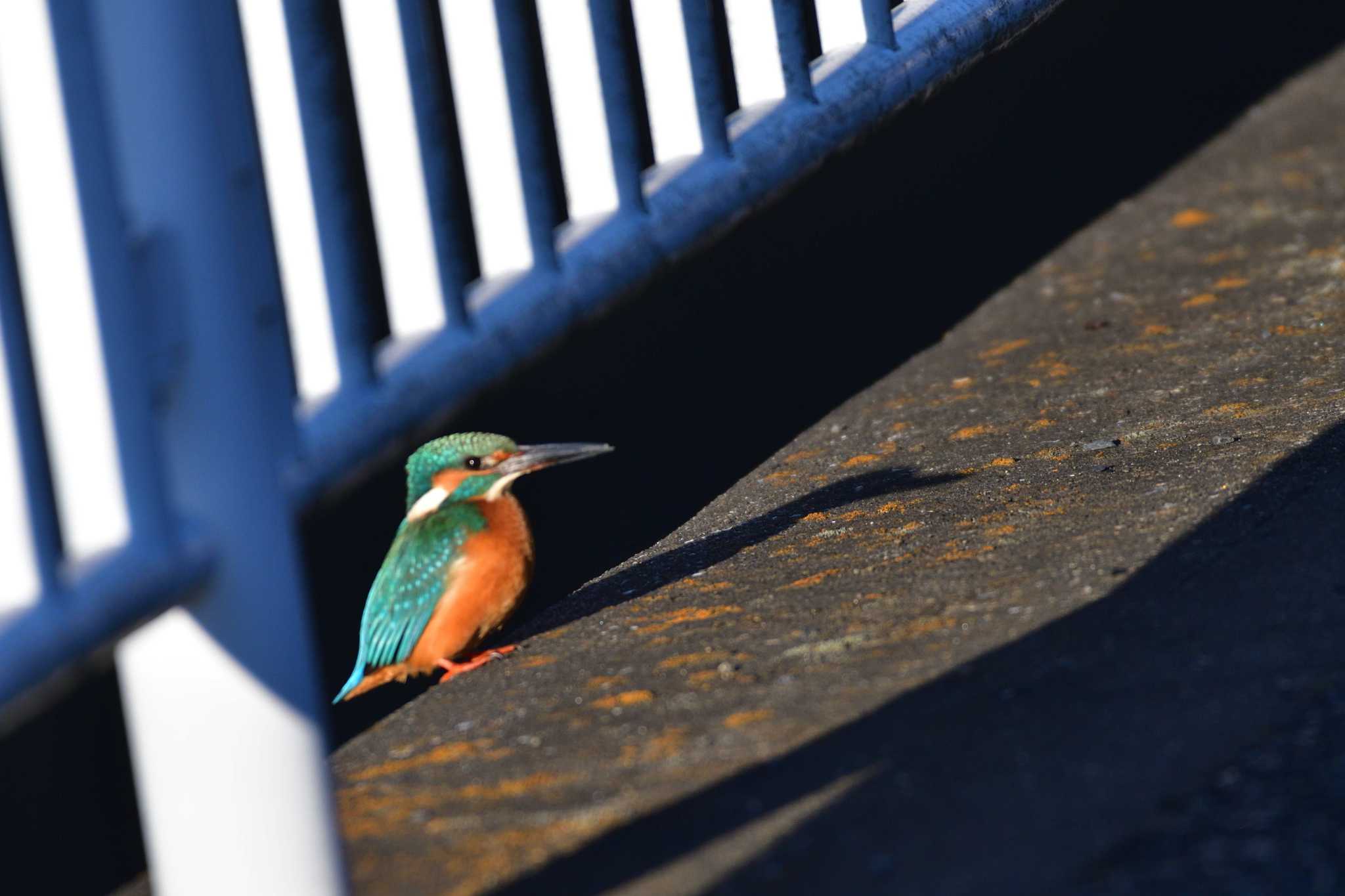 長浜公園 カワセミの写真