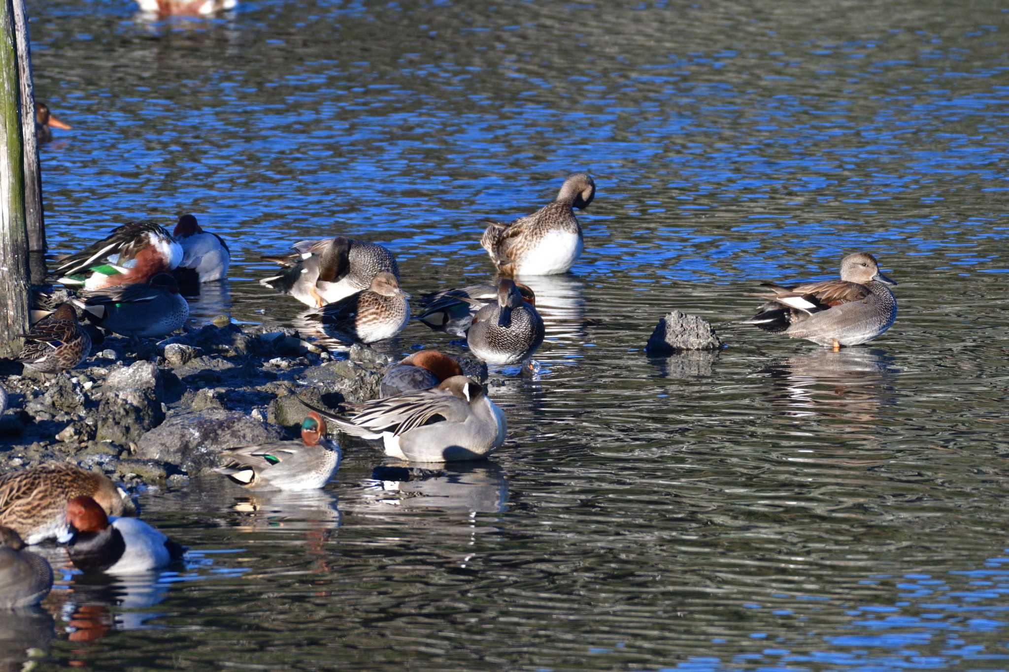 長浜公園 オナガガモの写真